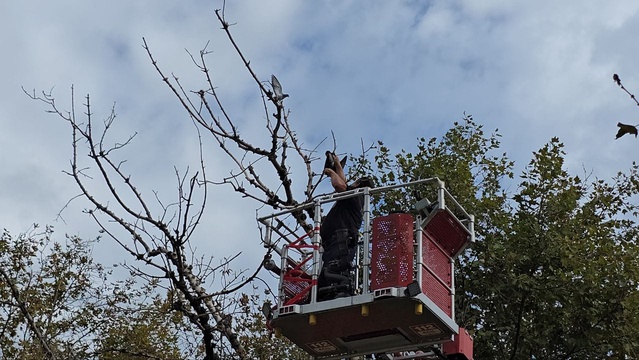 Ağaçta asılı kalan güvercin, Bursa Mudanya'da itfaiye ekiplerince kurtarıldı