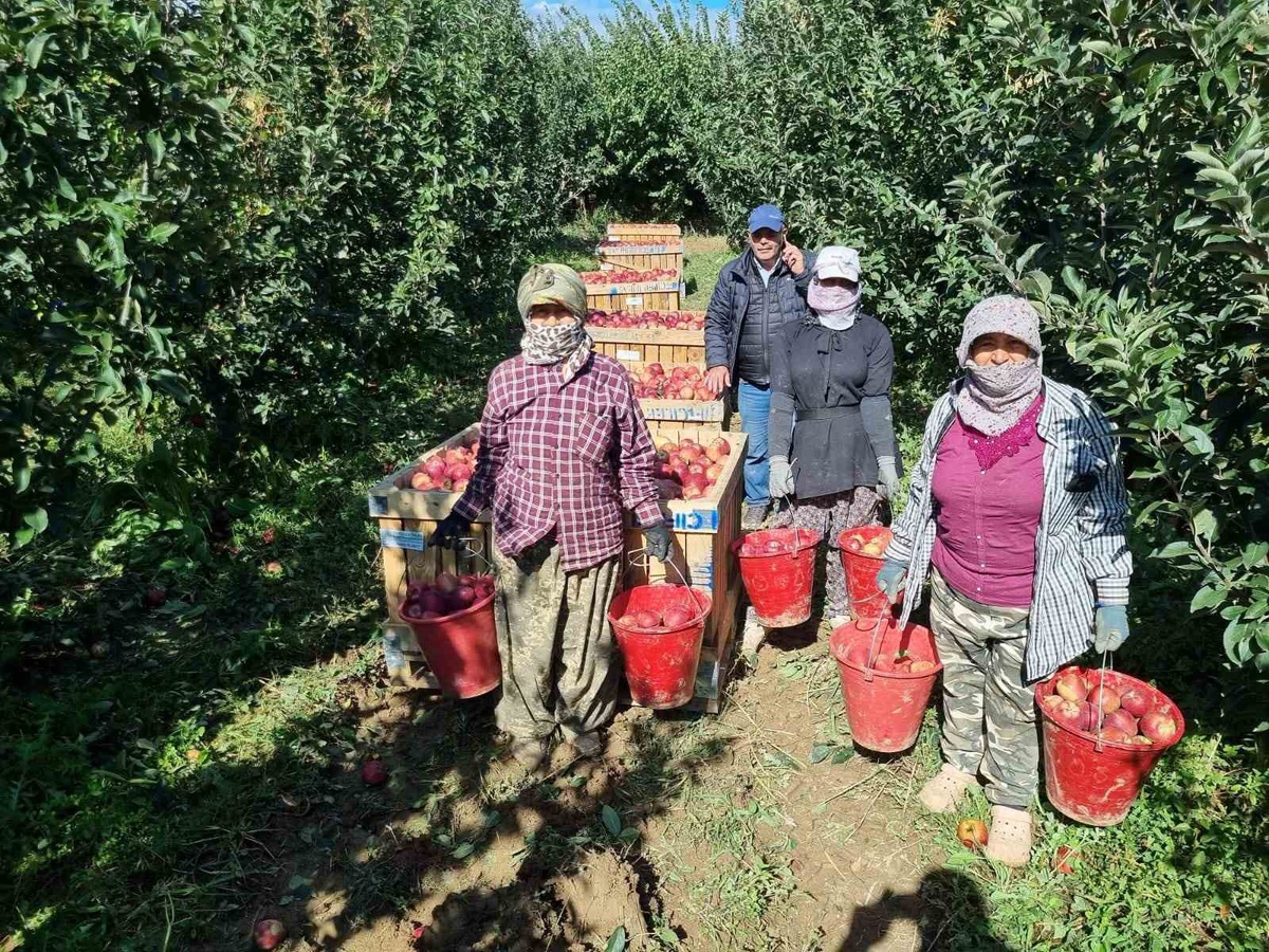 Denizli Çivril\'de elma üreticileri hasada başladı, yıllık üretim 200 bin tonu aşıyor