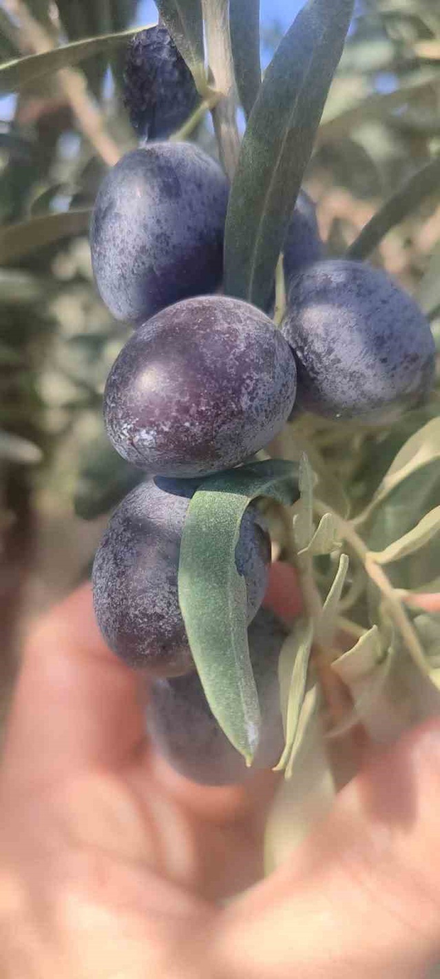 Didim İlçe Tarım, sofralık zeytin hasadında üreticileri zeytin sineğine karşı uyardı