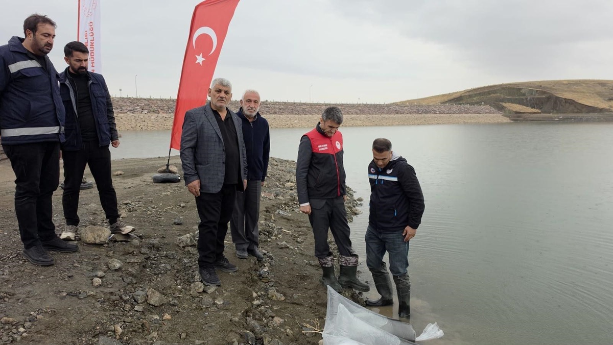 Bakanlık projesiyle bu yıl Van\'da 8 gölete 700 bin sazan yavrusu bırakıldı