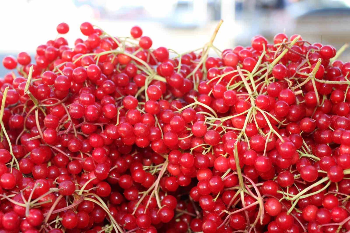 Erzincan\'da \'gençlik iksiri\' gilaburu, aktar tezgahlarında ilgi görüyor