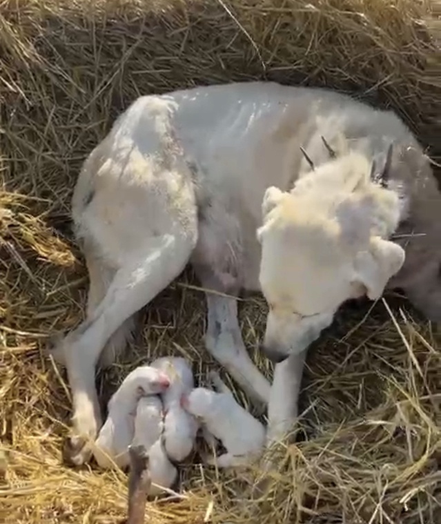 Eskişehir Sivrihisar'da akbaş cinsi köpek, sürünün ortasında 4 yavru dünyaya getirdi