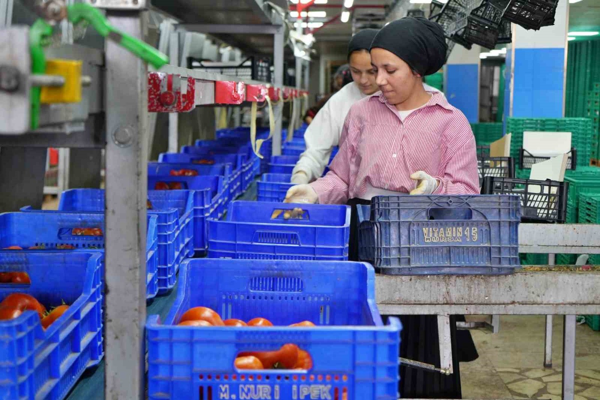 Antalya Ticaret Borsası Eylül hal endeksinde sebze fiyat endeksi yıllık %38,38 arttı