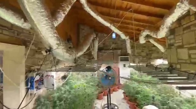 İzmir Kemalpaşa'da operasyonda 300 kök kenevir ele geçirildi, 1 şüpheli gözaltına alındı.