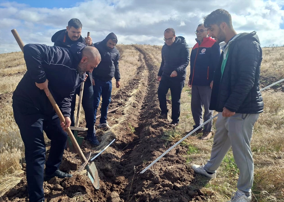 Kırıkkale Keskin\'de 150 dönümlük merada 25 bin tuz çalısı fidanı toprakla buluştu