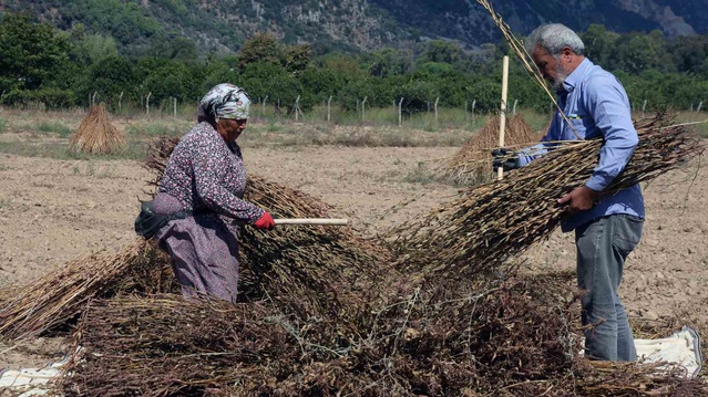 Muğla Ula'da Gökova susamı hasadı başladı, üreticiler işçi bulamıyor