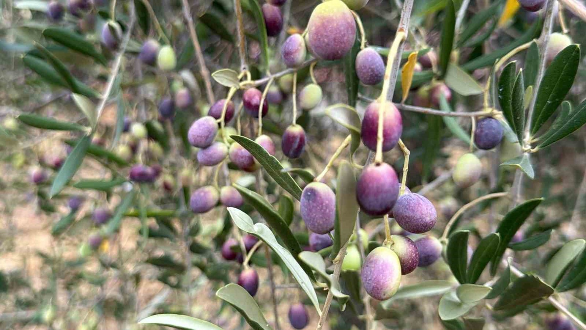 Oleolog Kıvrak, zeytinyağında erken hasadın değil alacalı dönemin ideal olduğunu belirtti