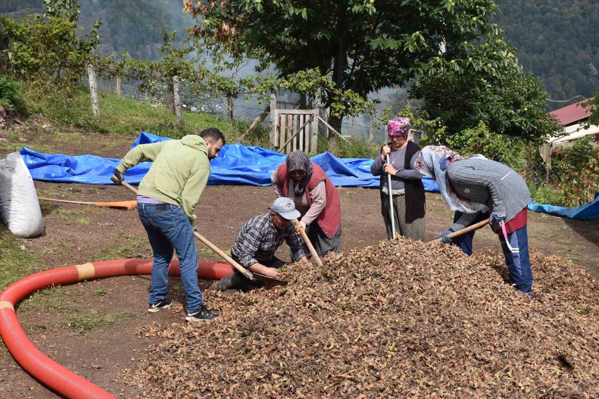 Sakarya Hendek\'te yağış kaliteyi artırdı, delik çok, randıman 54-55 bekleniyor