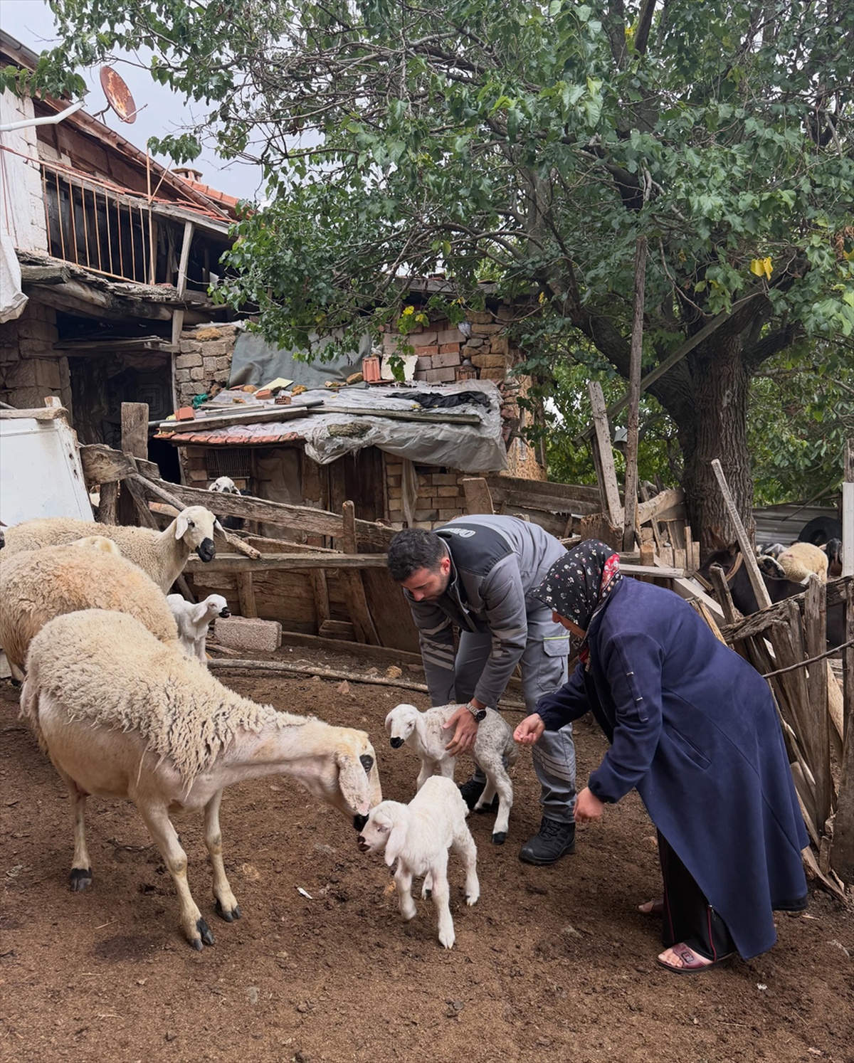 Yozgat\'ta Kale ve Recepli köylerindeki üreticilere büyükbaş ve küçükbaş desteği verildi