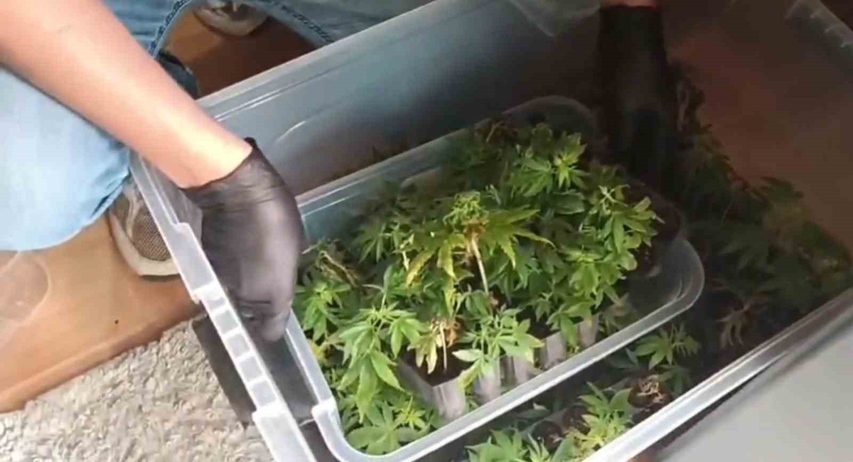 Adana\'da jandarma operasyonunda 138 kök skunk bulundu, 1 şüpheli gözaltına alındı