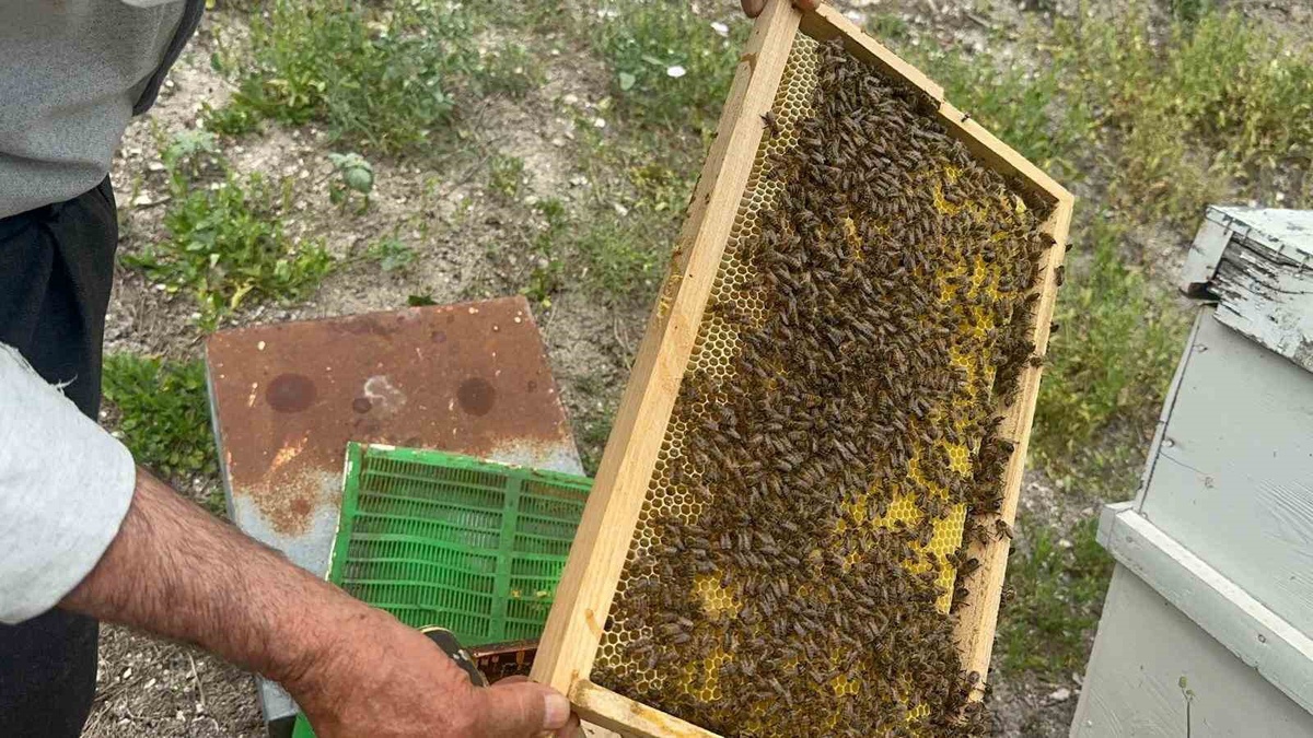 Bursa\'da emekli başgardiyan, 160 kovanla ürettiği balını 20 yıldır Avrupa\'ya gönderiyor