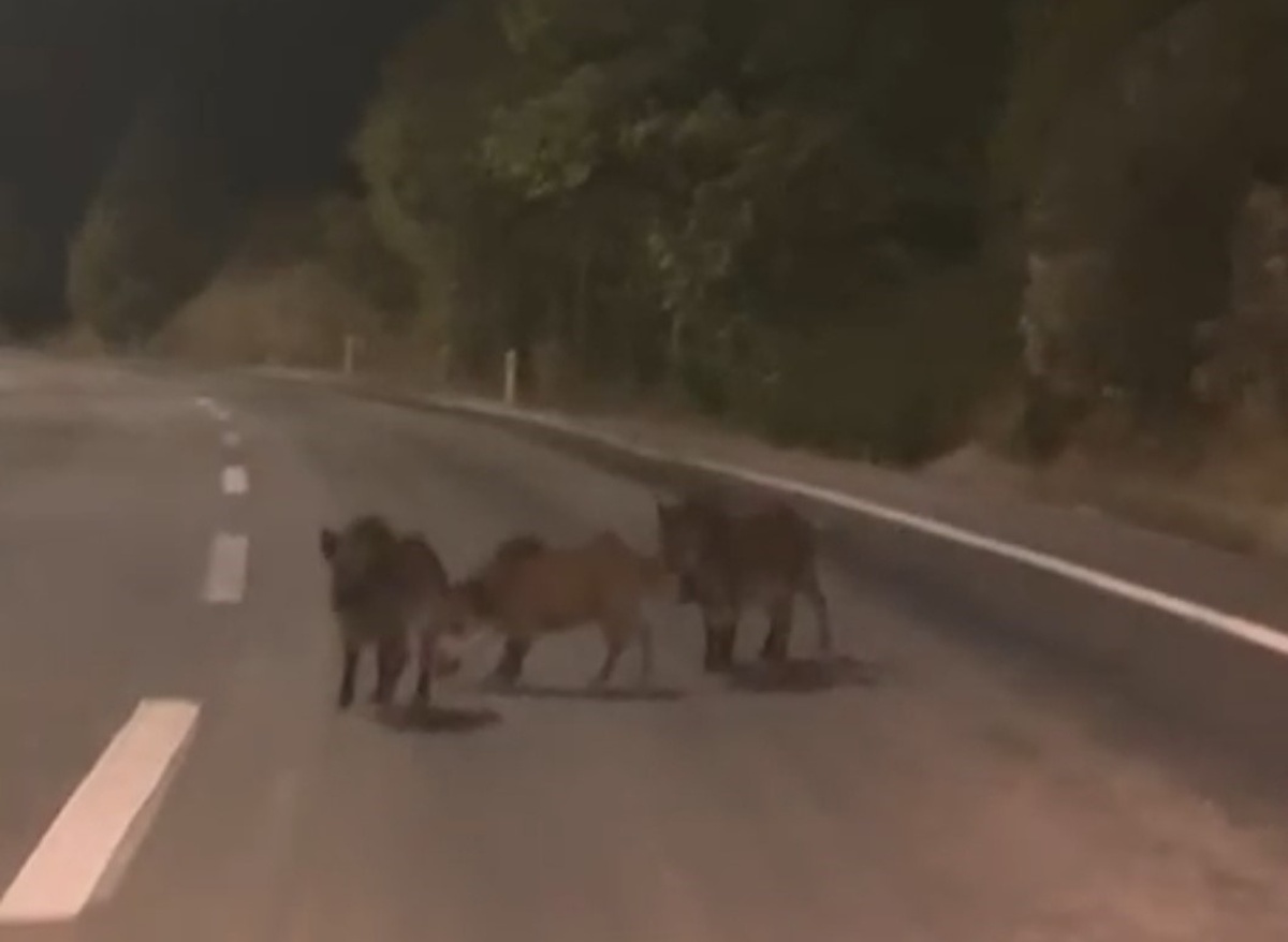 Kahramanmaraş Andırın\'da yola inen yaban domuzu sürüsü sürücü tarafından görüntülendi