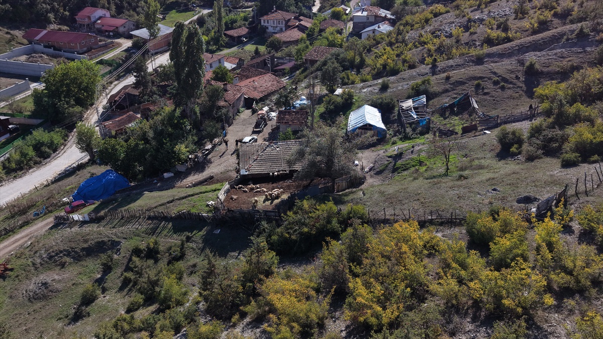 Kastamonu\'da kurt saldırısında 18 koyun telef oldu, 11\'i yaralı, 500 bin lira zarar