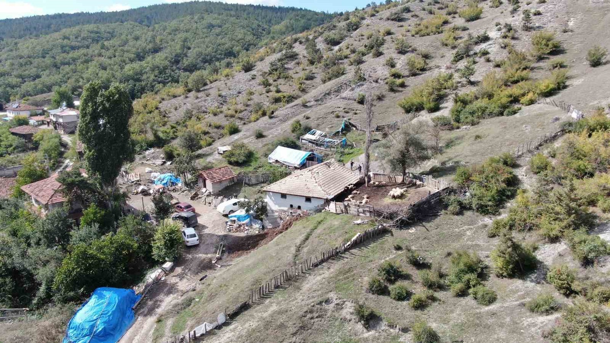 Kastamonu\'da ağıla giren kurtlar 55 koyundan 18\'ini telef etti, 11\'ini ağır yaraladı