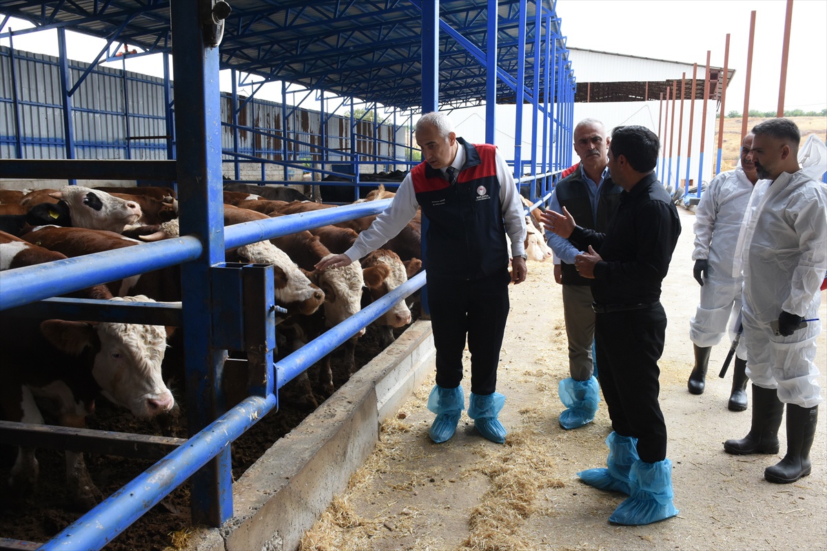 Malatya\'da 13 ilçede 238 bin büyükbaşa 13 Kasım\'a kadar şap aşısı yapılıyor