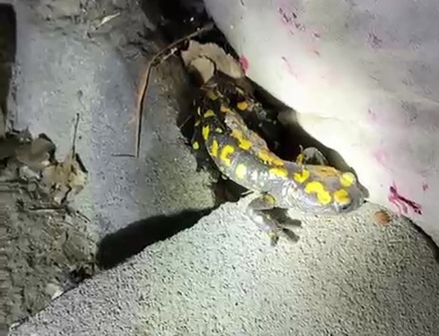 Malatya Doğanşehir'de nesli tükenmekte olan sarı benekli semender doğaya bırakıldı