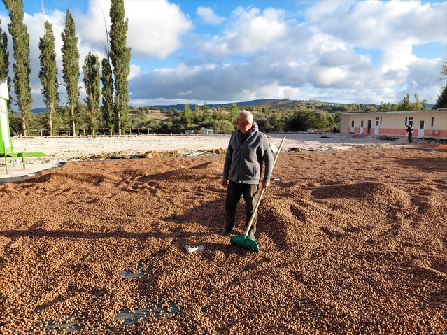 Ordulu üretici, yağış nedeniyle kurutamadığı fındığını Tokat Başçiftlik'te kurutuyor