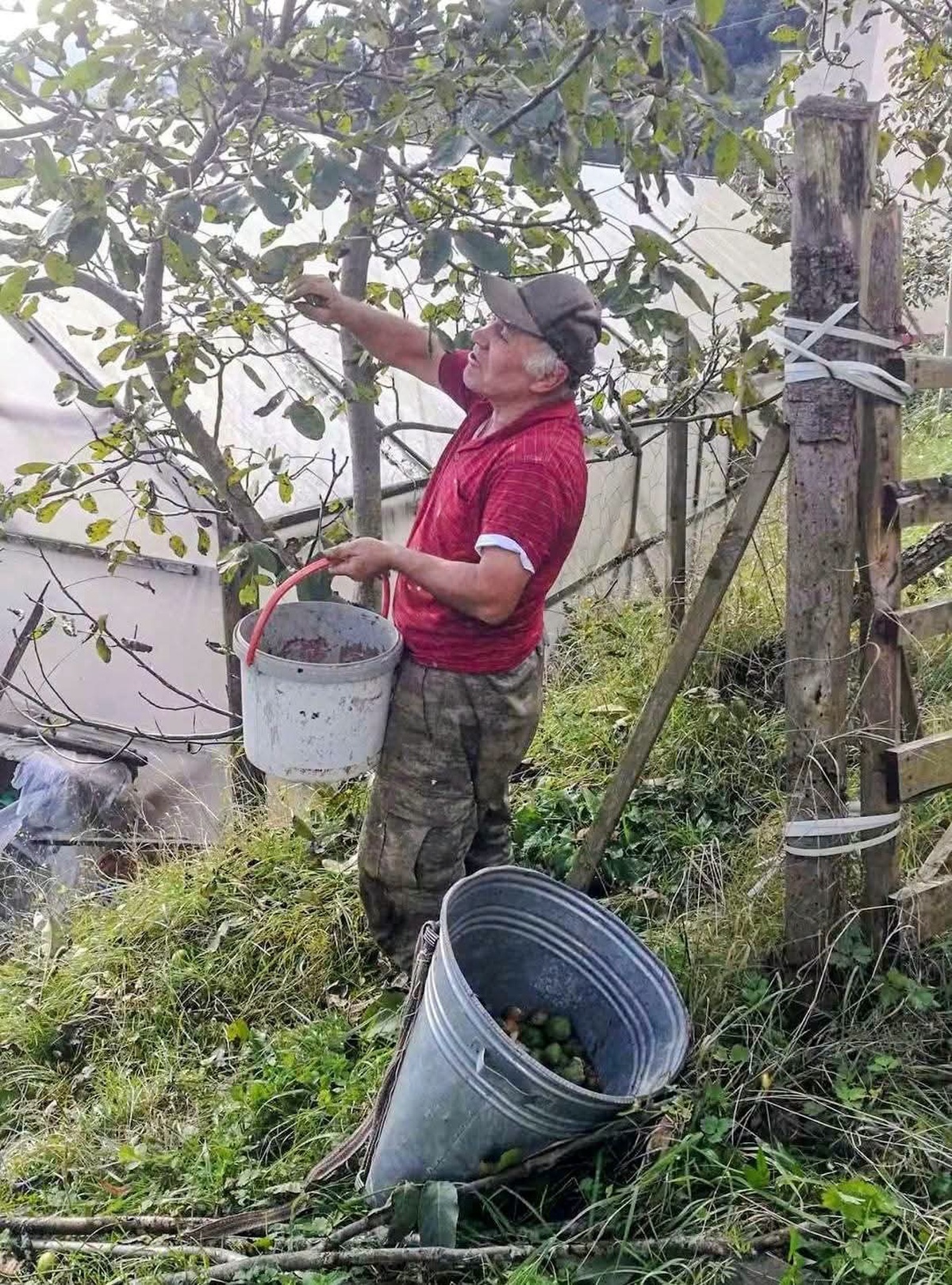 Trabzon Şalpazarı\'nda Musa Akkaya ceviz üretiminde 1,5 tonun üzerinde verim bekliyor