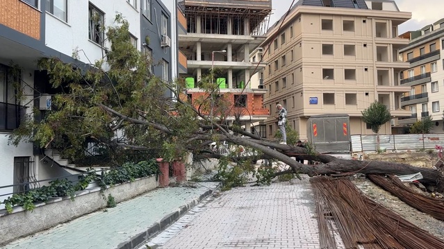 Avcılar'da rüzgarla devrilen ağaçtan son anda kurtulan kadın yara almadı