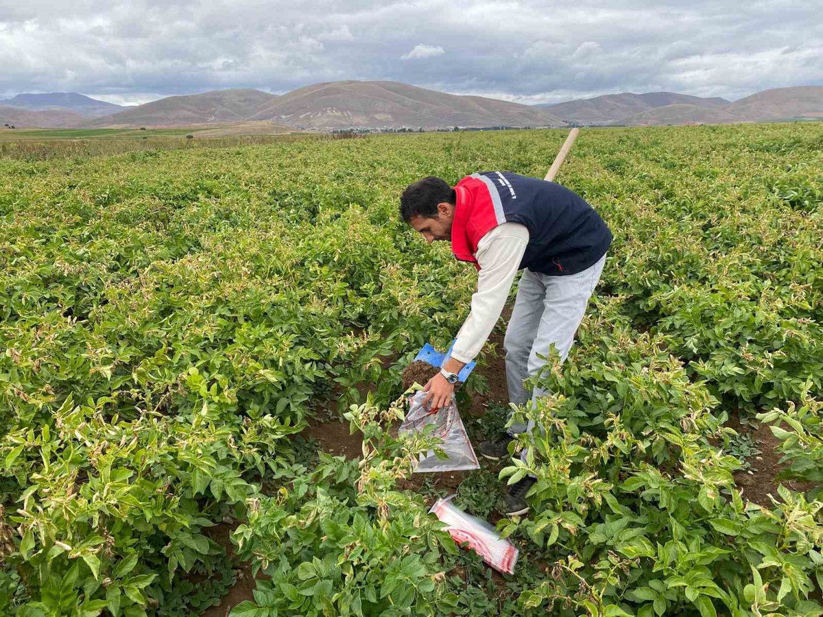 Bayburt\'ta patates alanlarından alınan toprak numuneleri laboratuvara gönderildi
