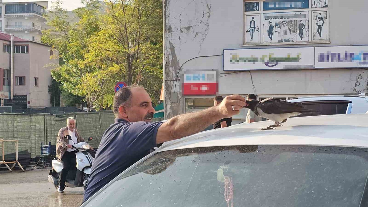 Bitlis Adilcevaz\'da kasap bitkin kargaya sahip çıktı, karga her gün dükkana geliyor