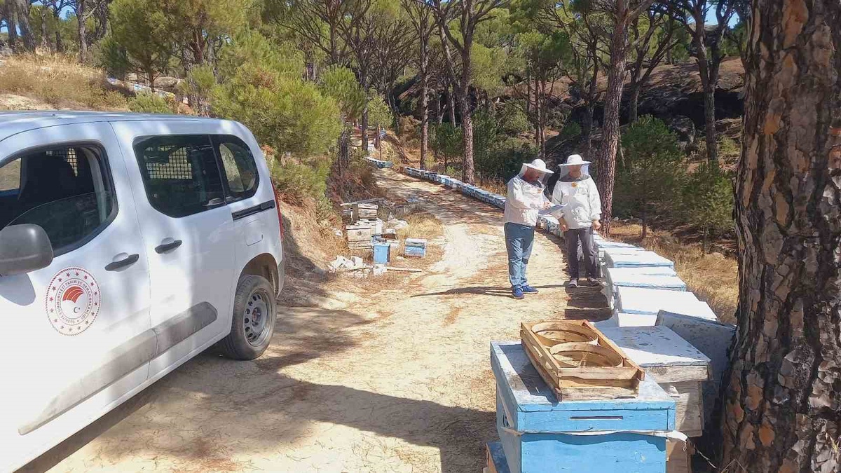 Aydın Bozdoğan\'da arılı kovan desteği kayıt güncelleme çalışmaları sürüyor
