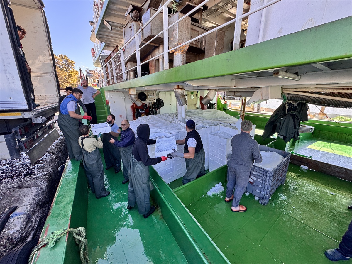 Düzce Akçakoca\'da balıkçılar, rüzgar dinince palamudu İstanbul ve Ankara\'ya gönderdi