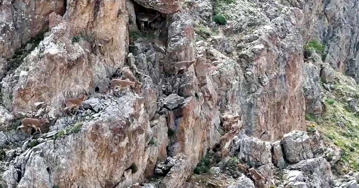 Erzincan\'da yaban keçileri dronla görüntülendi, anne keçiler yavrularını emzirdi