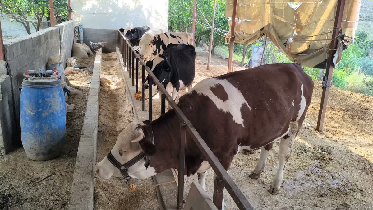 Osmaniye Sumbas\'ta süt üreticileri yem maliyeti nedeniyle fiyat artışı istedi