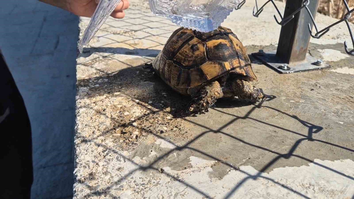 Tekirdağ Süleymanpaşa\'da yangında mahsur kalan kaplumbağayı itfaiye ekipleri kurtardı