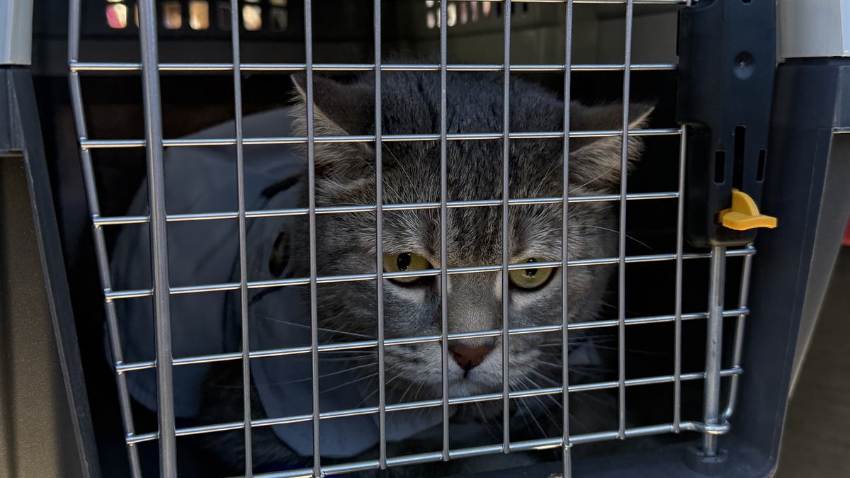Tokat\'ta 3. kez düzenlenen kedi güzellik yarışmasında Pamuk ve Duman birinci seçildi