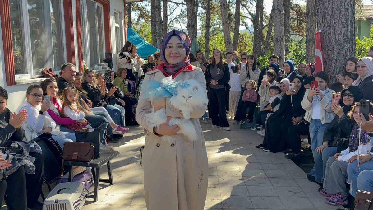 Tokat\'ta kedi güzellik yarışmasına 20 kedi katıldı, Pamuk ve Duman birinci oldu
