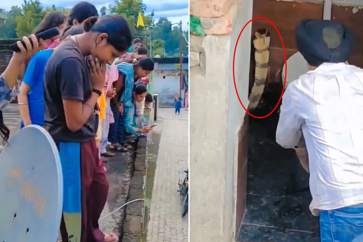 Hindistan'ın Himachal Pradesh eyaletinde tuvalette dev kobra bulundu