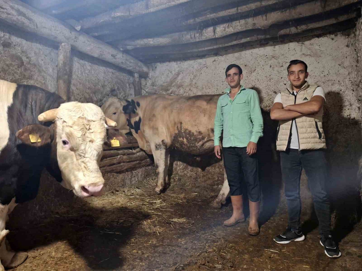Eskişehir\'de 2 dana 1750 ve 1450 kiloya ulaştı, Guinness\'e başvuru planlanıyor