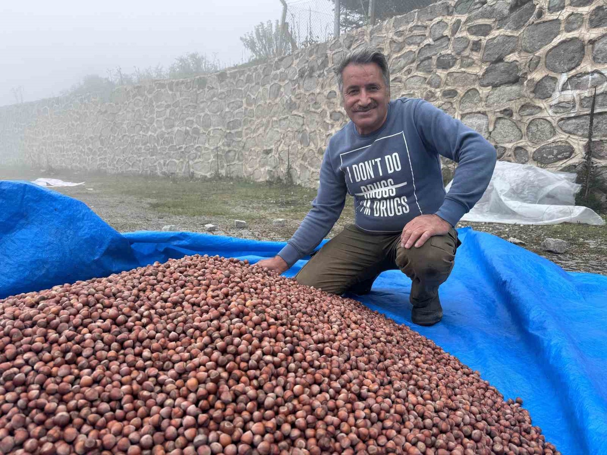 Giresun\'da fındık kurutma mesaisi yaylada iki haftadır sis ve yağışla aksadı