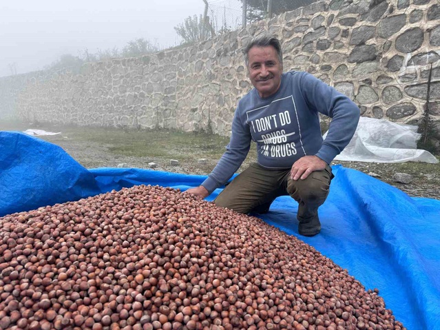 Giresun'da fındık kurutma mesaisi yaylada iki haftadır sis ve yağışla aksadı
