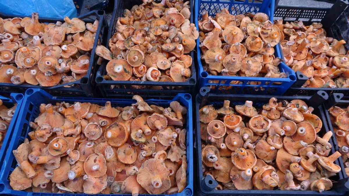 Uzman Kastamonu\'da mantar zehirlenmelerine karşı uyardı, son hafta 40\'tan fazla vaka var