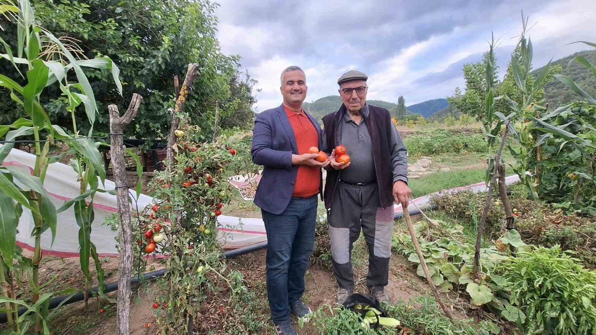 Manisa Sarıgöl\'de İbrahim İçen, ata tohumu domatesini gelecek nesillere taşıyor