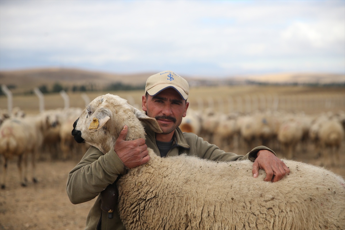 Niğde\'de eski hükümlü, 1 yılda sürüsünü 115 anaç hayvana çıkardı
