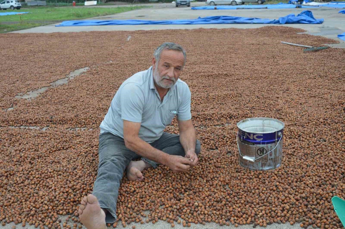 Niksar\'da yağış, Ordu\'dan gelen fındık üreticilerinin kurutma mesaisini aksattı