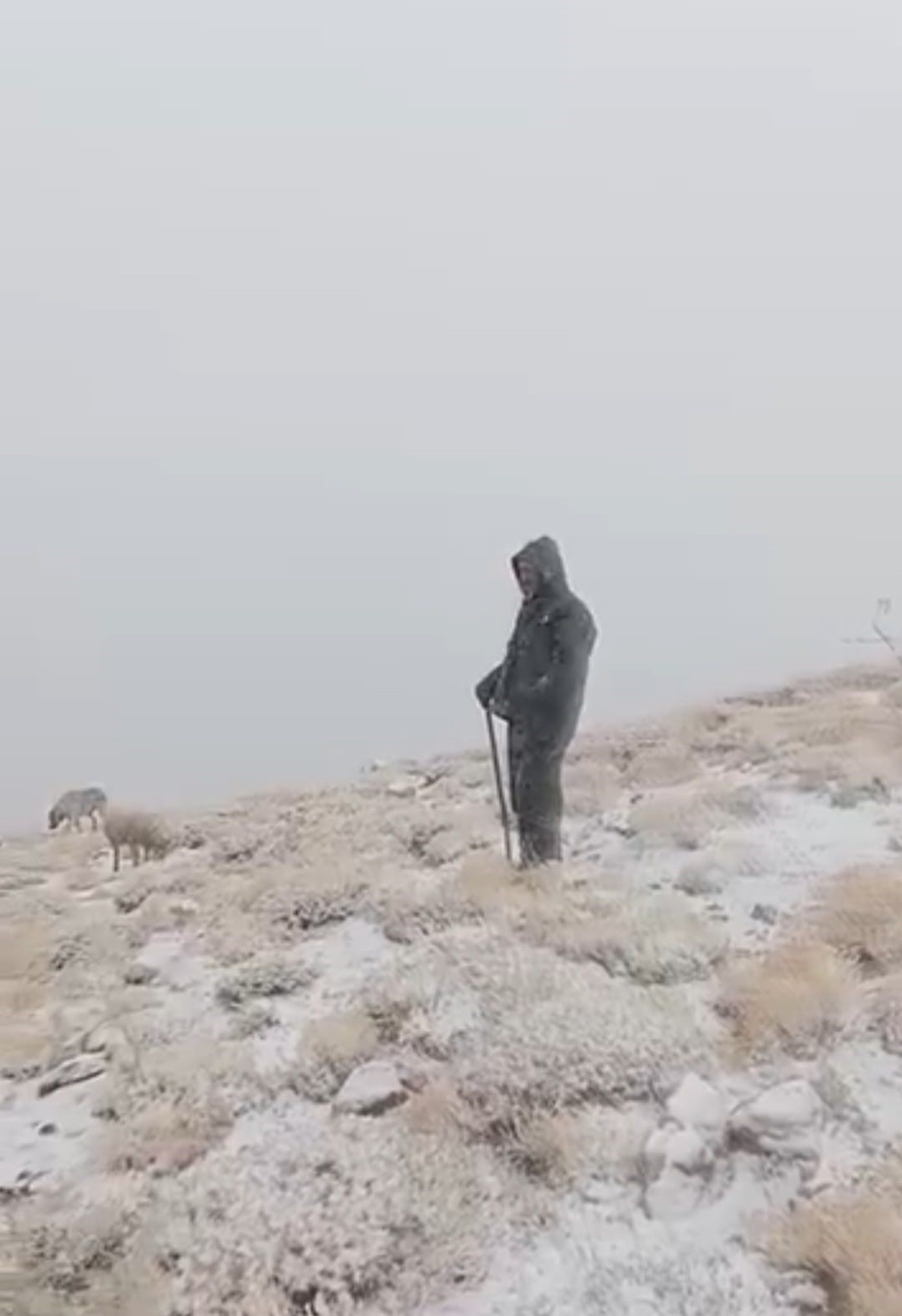 Tunceli Ovacık\'ta yüksek kesimlerde kar etkili oldu, çoban koyunlarını karda otlattı