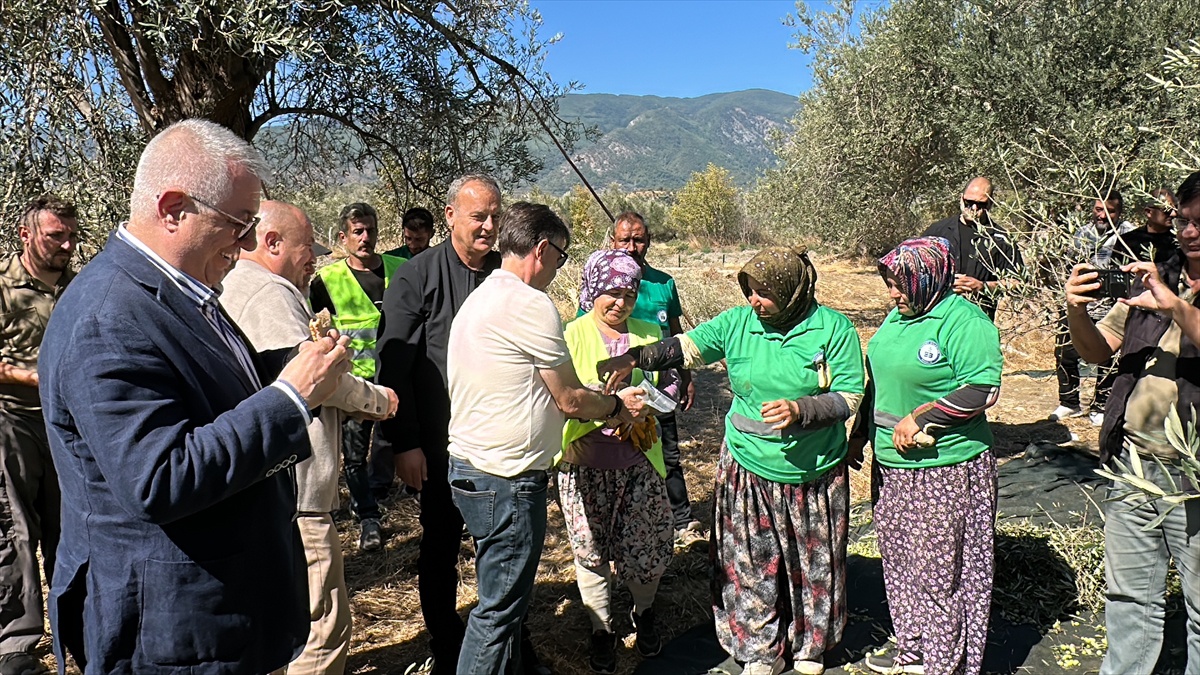 Balıkesir Edremit\'te zeytinliklerde hasat başladı, 100 kilodan 13,6 kilo yağ çıktı