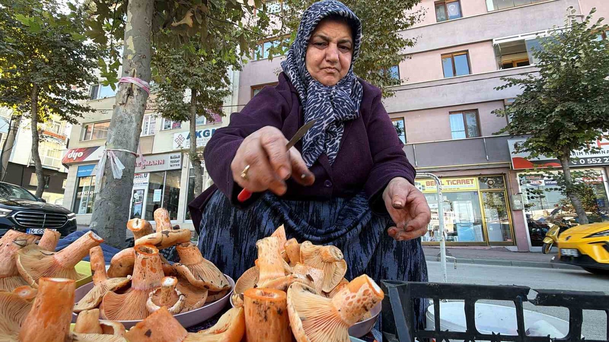 Ormanda bedava, pazarda kilosu 600 lira! Kova kova topluyorlar