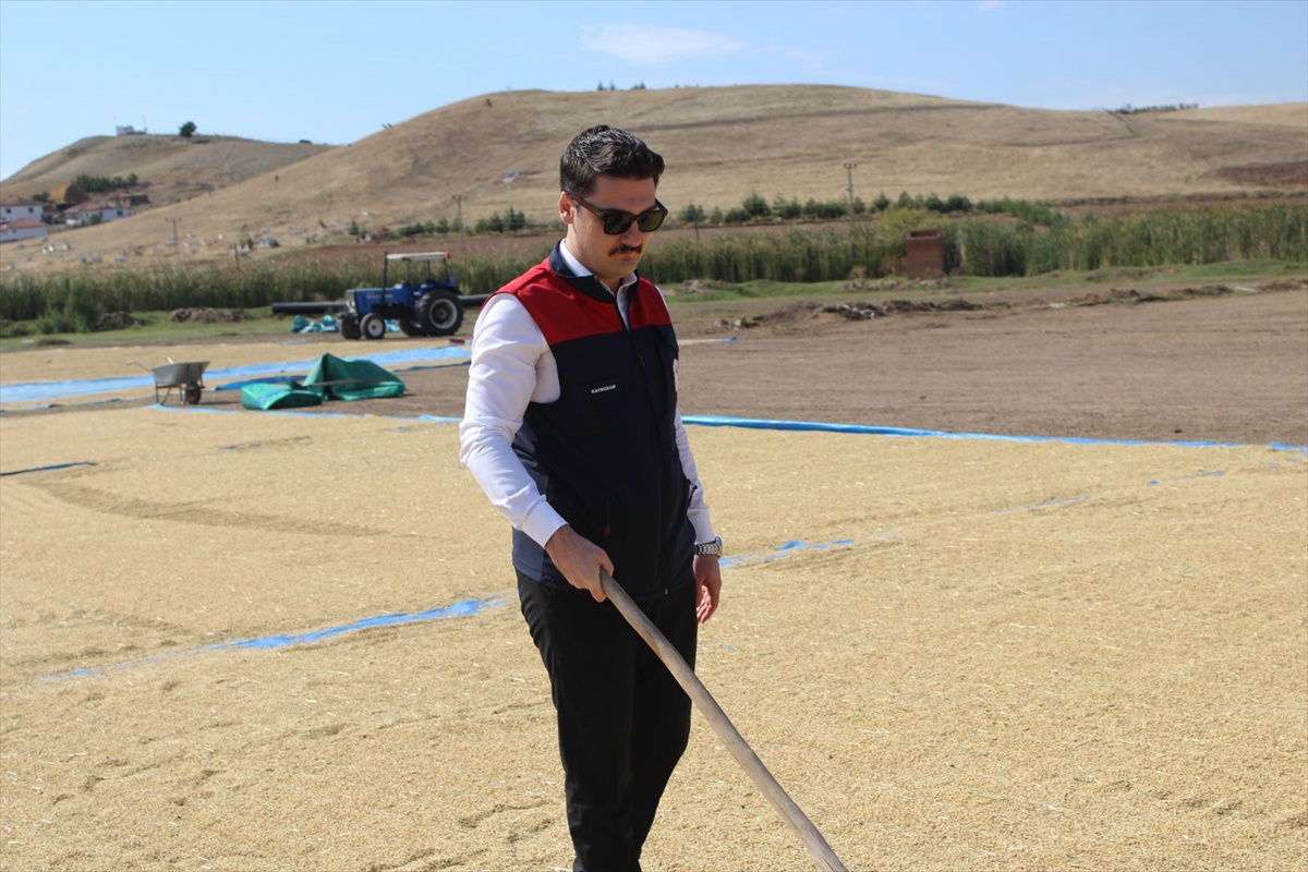Kızılırmak\'ta hasat başladı, Kaymakam Akçay katıldı, 700-900 kilo verim bekleniyor