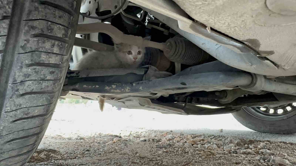 Elazığ\'da motor kısmına sığınan yavru kedi, yarım saatlik çalışmayla kurtarıldı