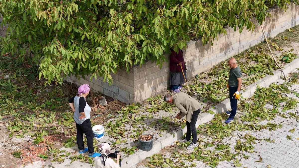 Erzincan\'da ceviz hasadı başladı, yüksek rakımlı dağ köylerinde sırıkla toplanıyor