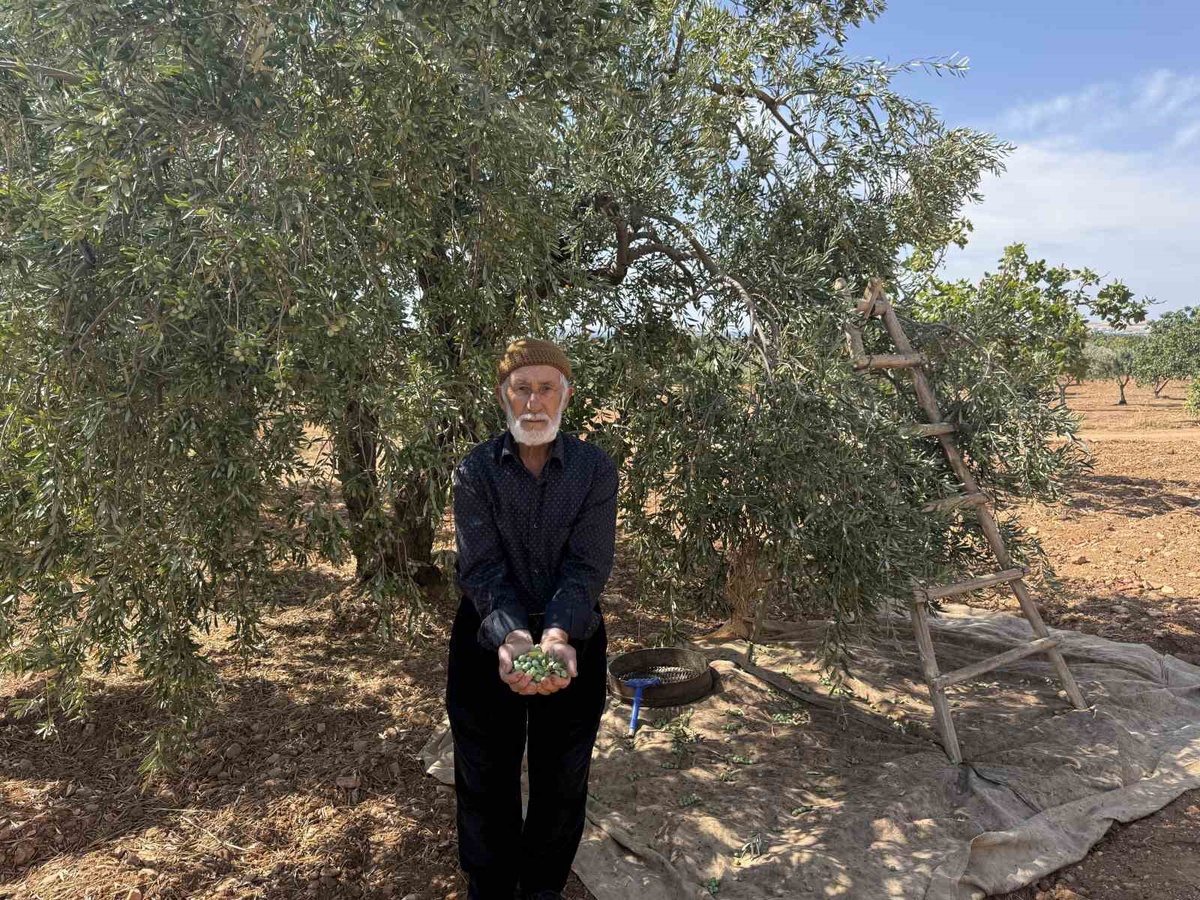 Gaziantep Oğuzeli\'nde başlayan yeşil zeytin hasadında ürün 100 liradan satılıyor