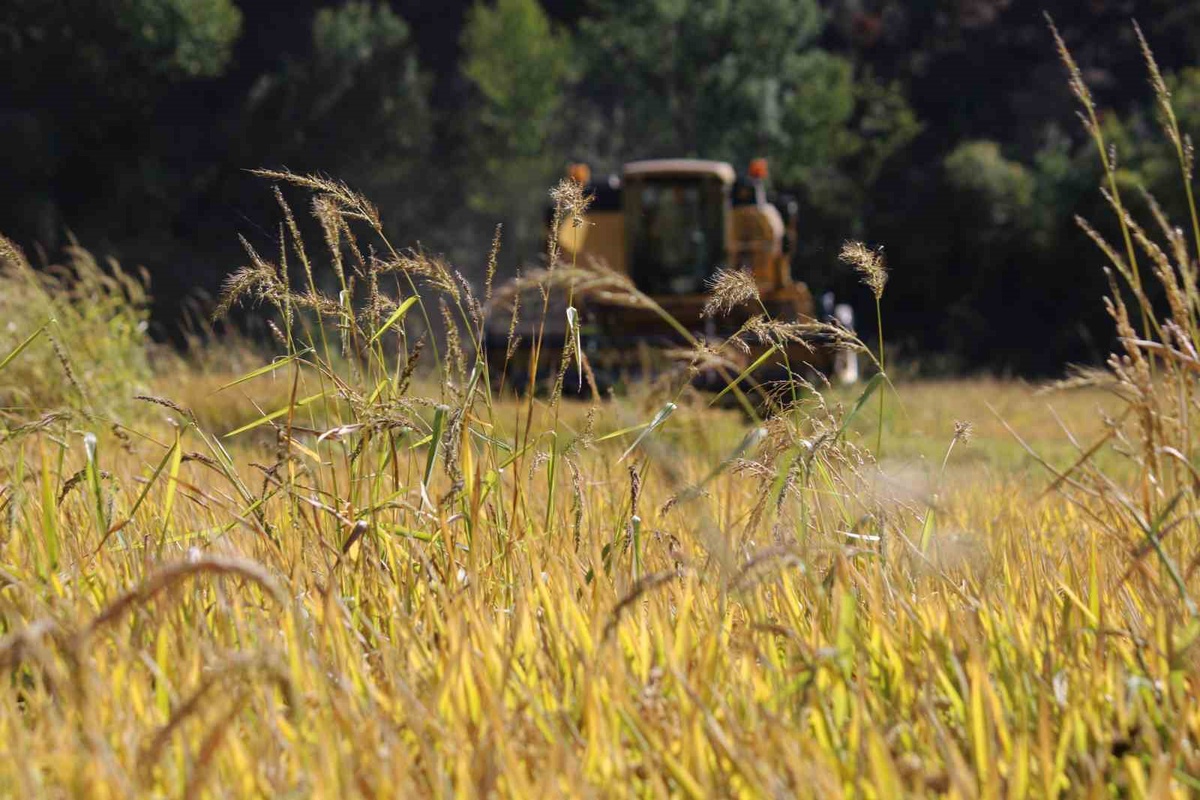 Karabük\'te 2026 çeltik hasadı başladı, sel 30 dönümü vurdu, üreticiler fiyat bekliyor