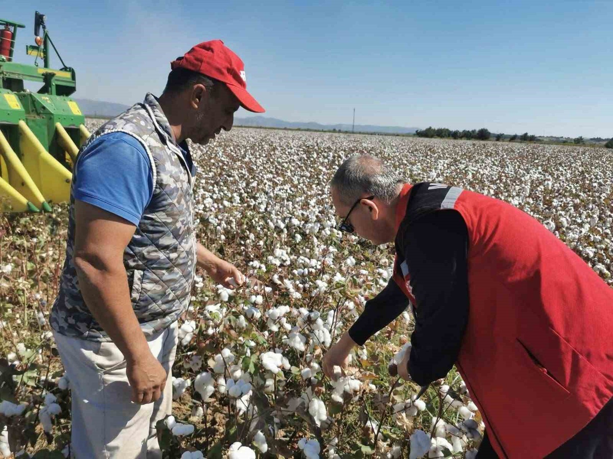 Pamuk hasadı Manisa Saruhanlı\'da başladı, ekipler tarlalarda makine kontrolü yaptı