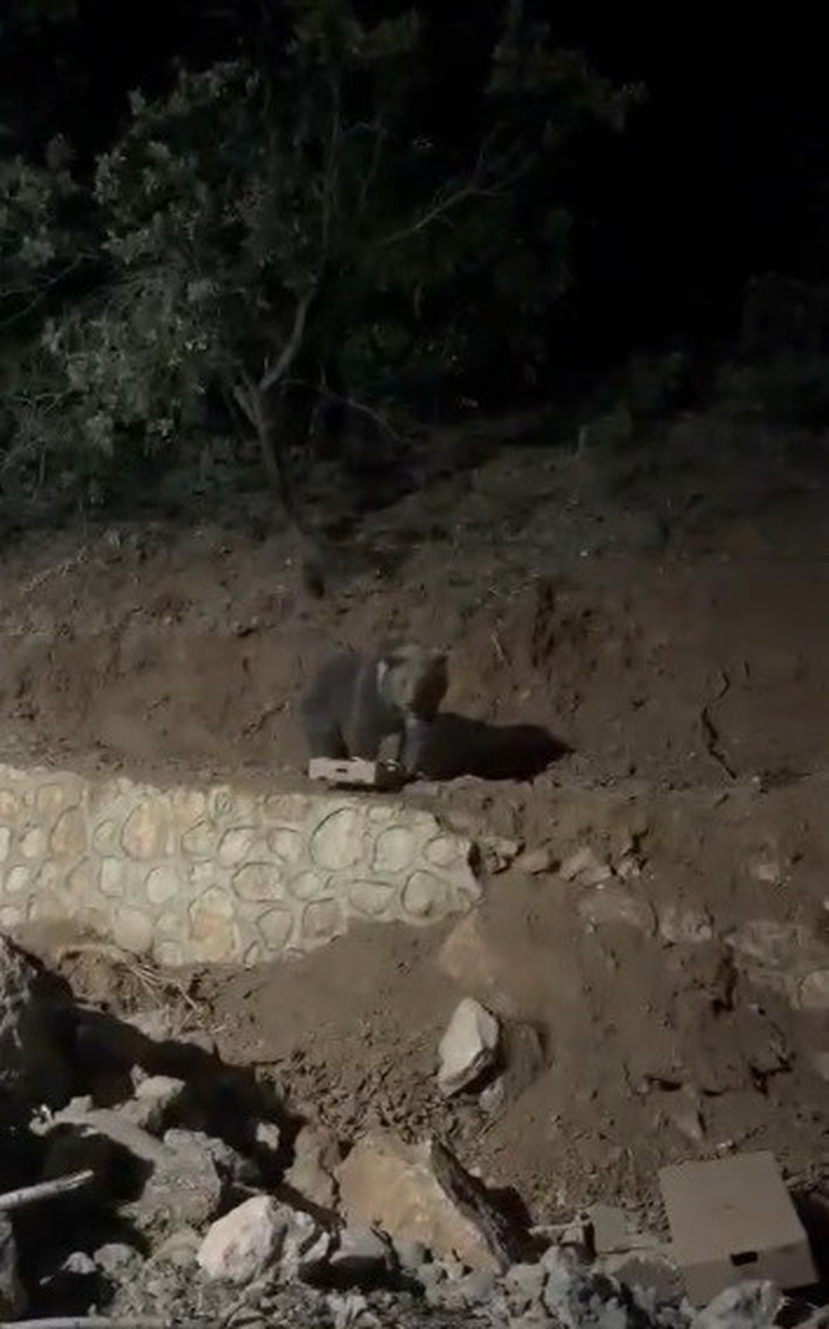 Tunceli Ovacık\'ta 4 yıldır yerleşim yerlerine inen ayı mahallenin siması oldu